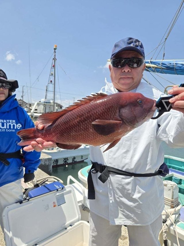 カンダイ(コブダイ)