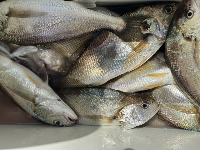 イシモチ(シログチ)