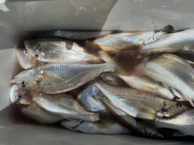 イシモチ(シログチ)