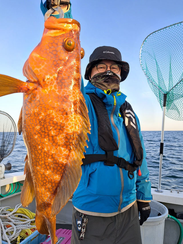 アコウ(キジハタ)