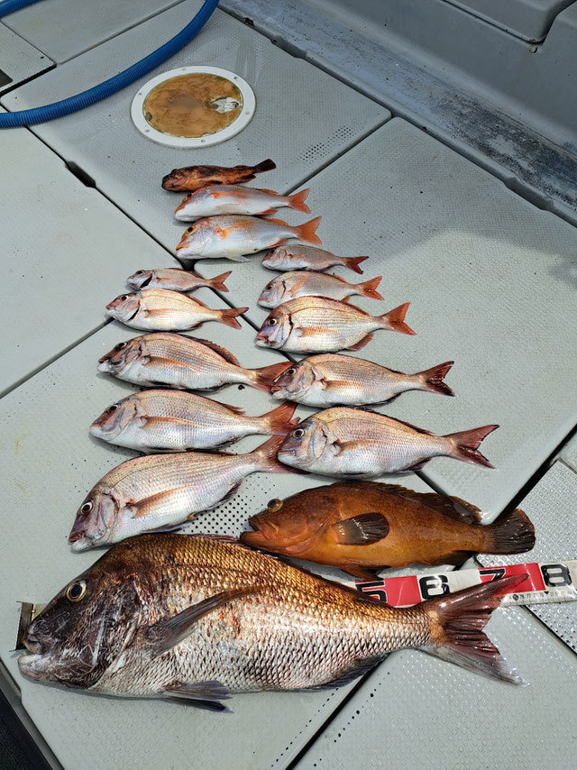 マダイ・レンコ(キダイ)・チダイ・アコウ(キジハタ)