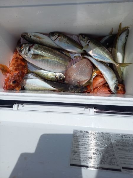 チャリコ(マダイ)・アジ(マアジ)・ガシラ(カサゴ)