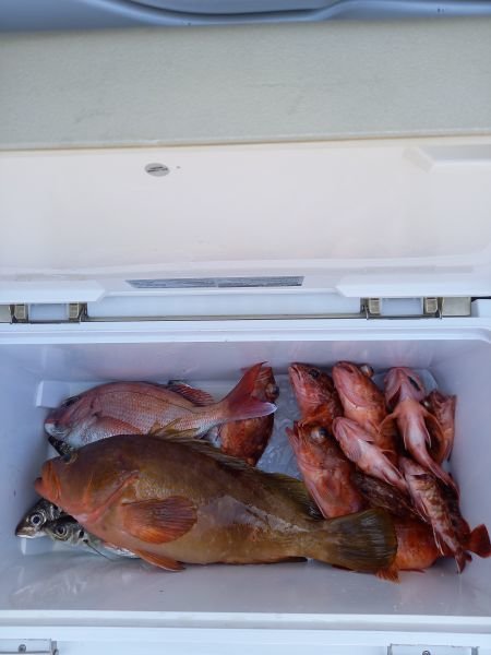 タイ(マダイ)・アコウ(キジハタ)