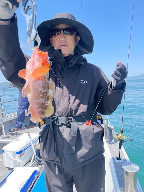 アコウ(キジハタ)