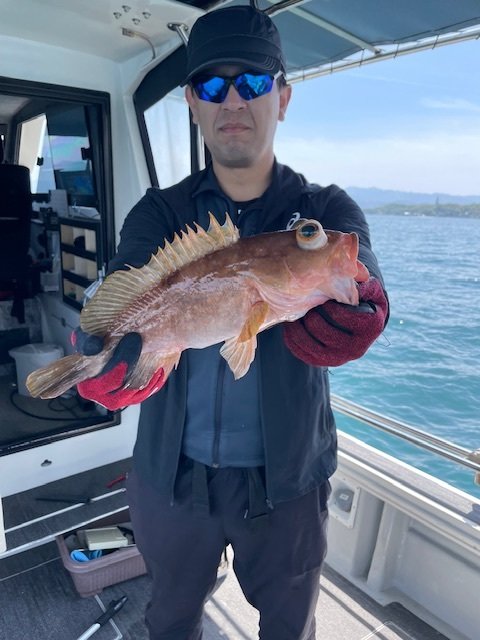 アコウ(キジハタ)