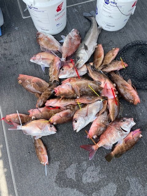 マダイ・シーバス(スズキ)・アコウ(キジハタ)