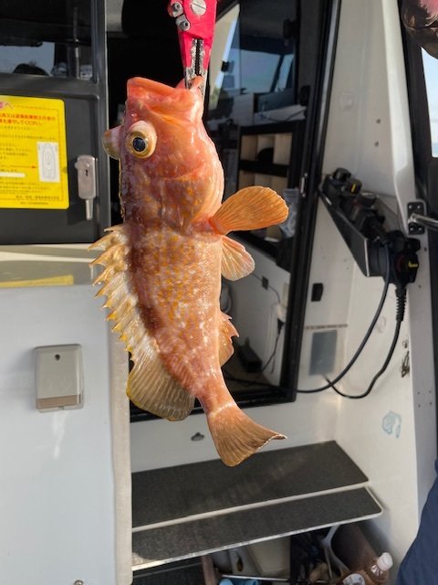 アコウ(キジハタ)