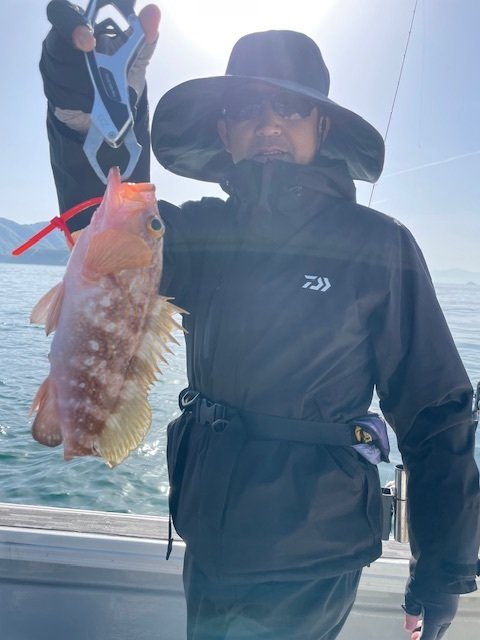 アコウ(キジハタ)