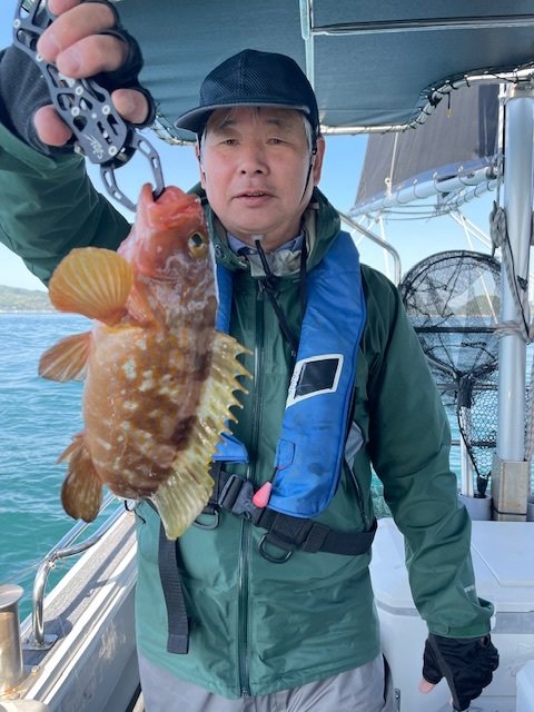 アコウ(キジハタ)