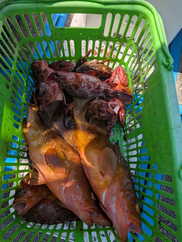 アコウ(キジハタ)