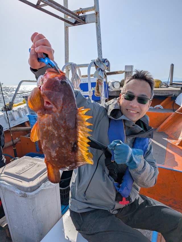 アコウ(キジハタ)