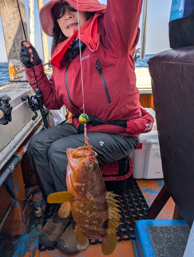 アコウ(キジハタ)