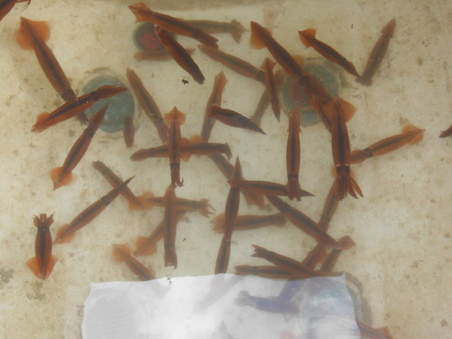 ムギイカ(スルメイカ)