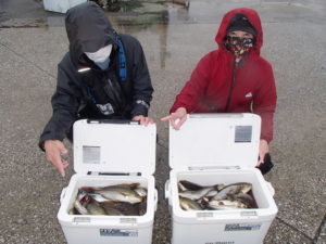 マアジ・イサキ