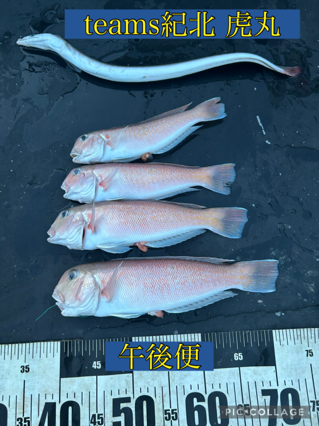 シロアマダイ・ハモ