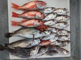 アカムツ・シロムツ(オオメハタ)・メイゴ(クログチ)