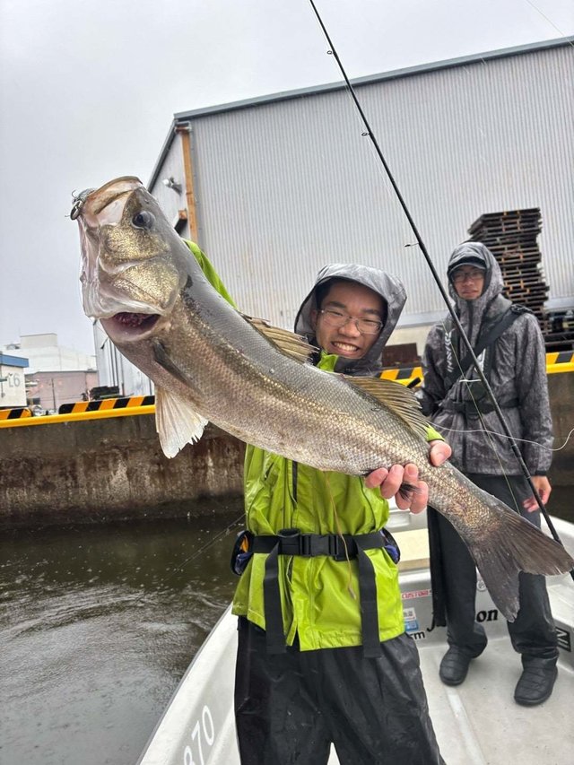 シーバス(スズキ)