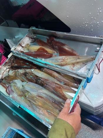 ムギイカ(スルメイカ)