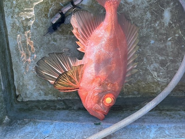 チカメキントキ