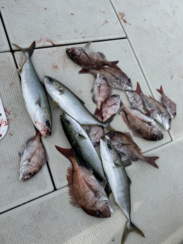 マダイ・ヒラマサ