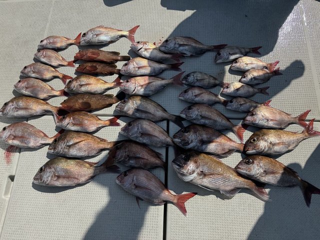 マダイ・アコウ(キジハタ)