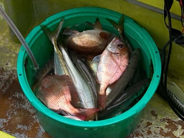 ハナダイ(チダイ)・アジ(マアジ)