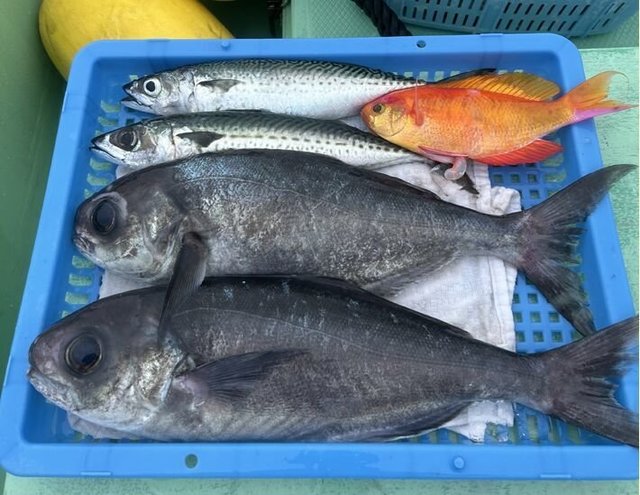 シキシマハナダイ・サバ(マサバ)・メダイ