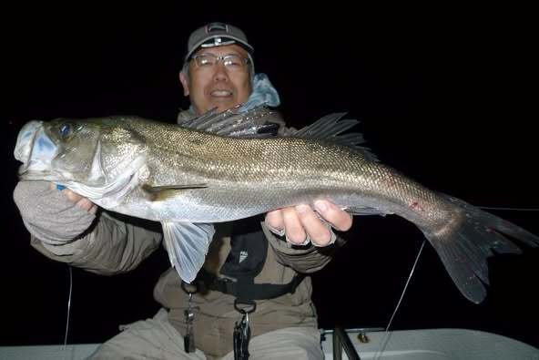 シーバス(スズキ)