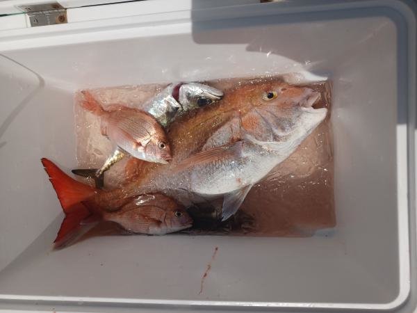 マダイ・ハナダイ(チダイ)・アジ(マアジ)