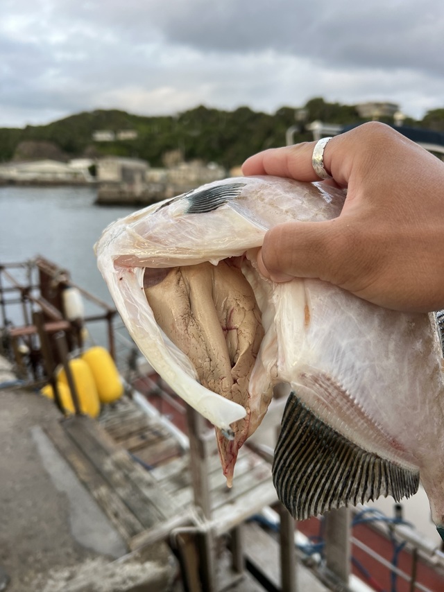 ウマズラハギ(ウマヅラハギ)