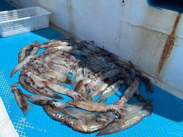 ムギイカ(スルメイカ)