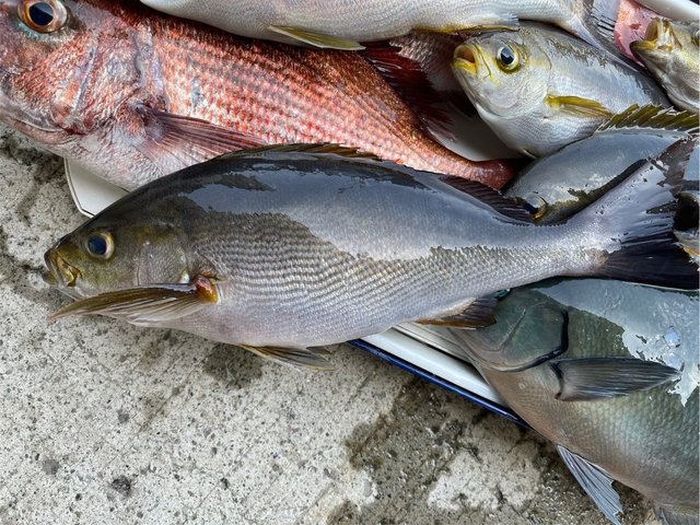 マダイ・メジナ・イサキ