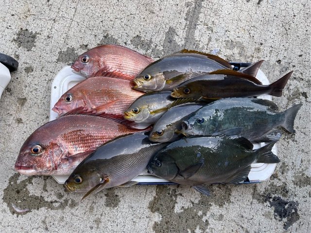 マダイ・イサキ