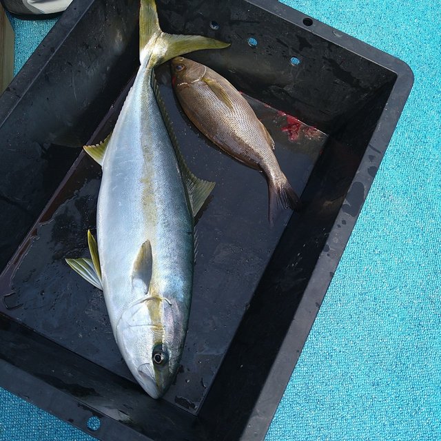 ヒラマサ・イサキ