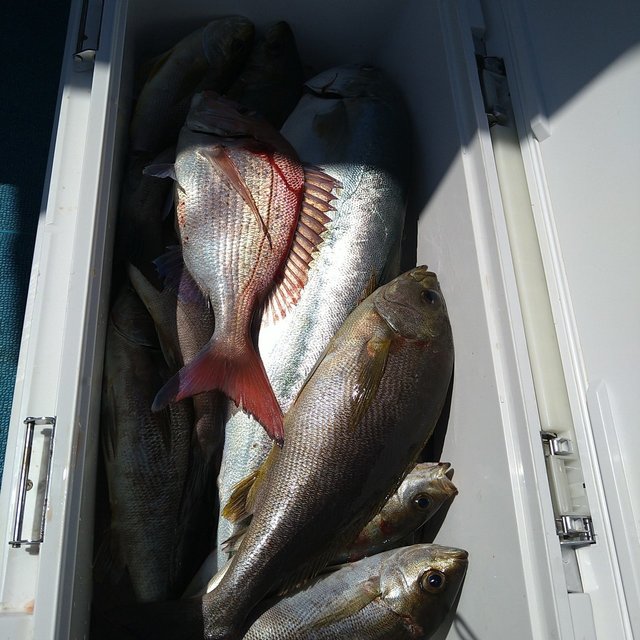 マダイ・イサキ