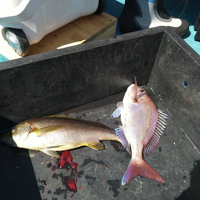 マダイ・イサキ