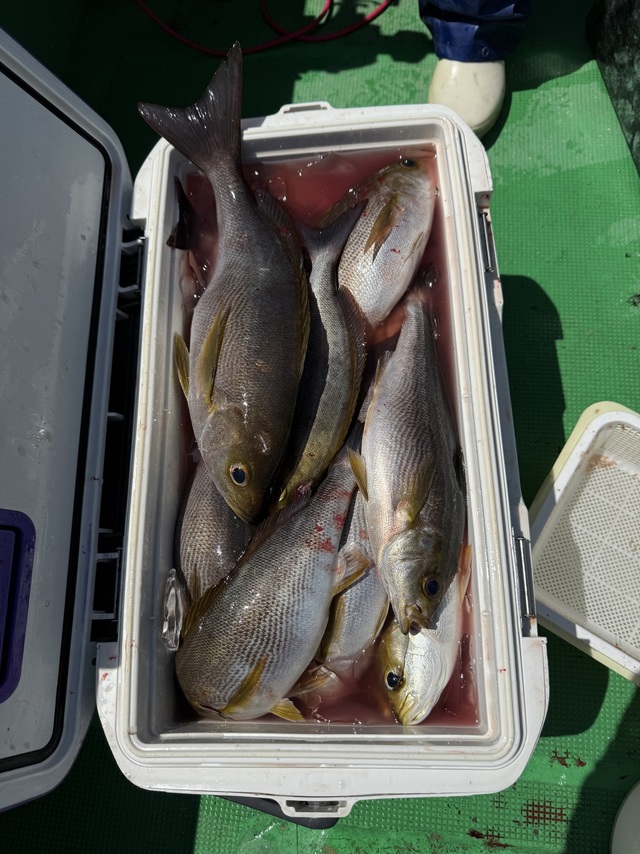 イサギ(イサキ)