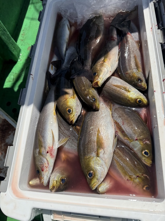 イサギ(イサキ)