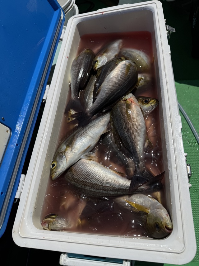 イサギ(イサキ)