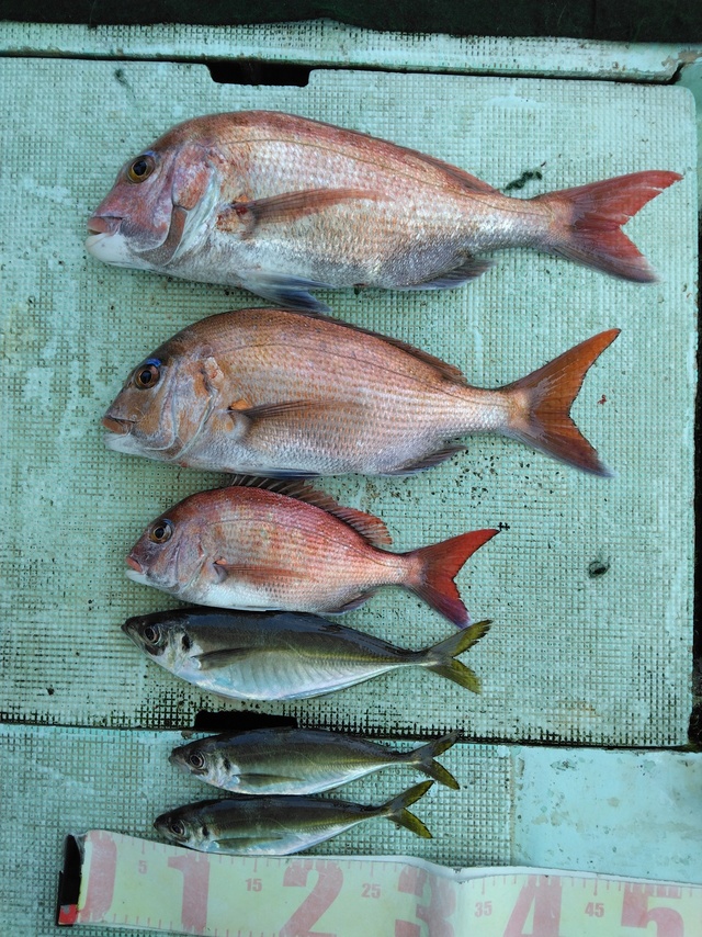 マダイ・マアジ