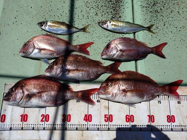 タイ(マダイ)・アジ(マアジ)