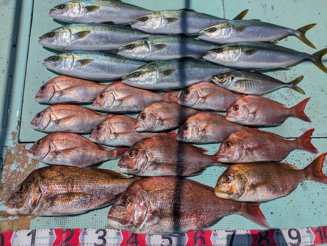 タイ(マダイ)・アジ(マアジ)・ハマチ(ブリ)