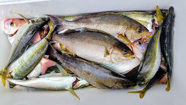 チダイ・アジ(マアジ)・イサキ