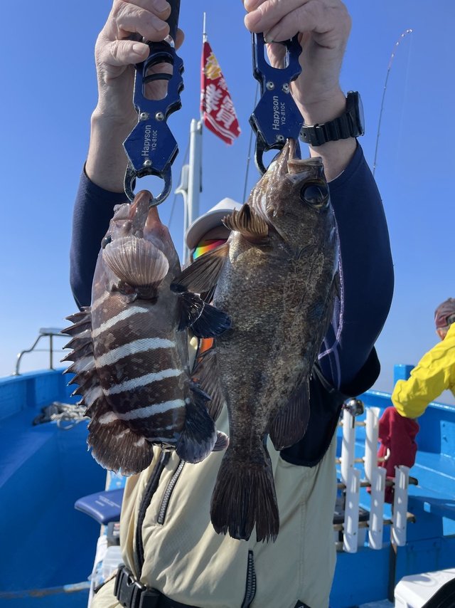 マハタ・メバル