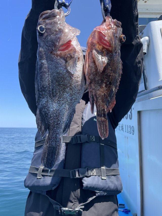 カサゴ・マゾイ(キツネメバル)