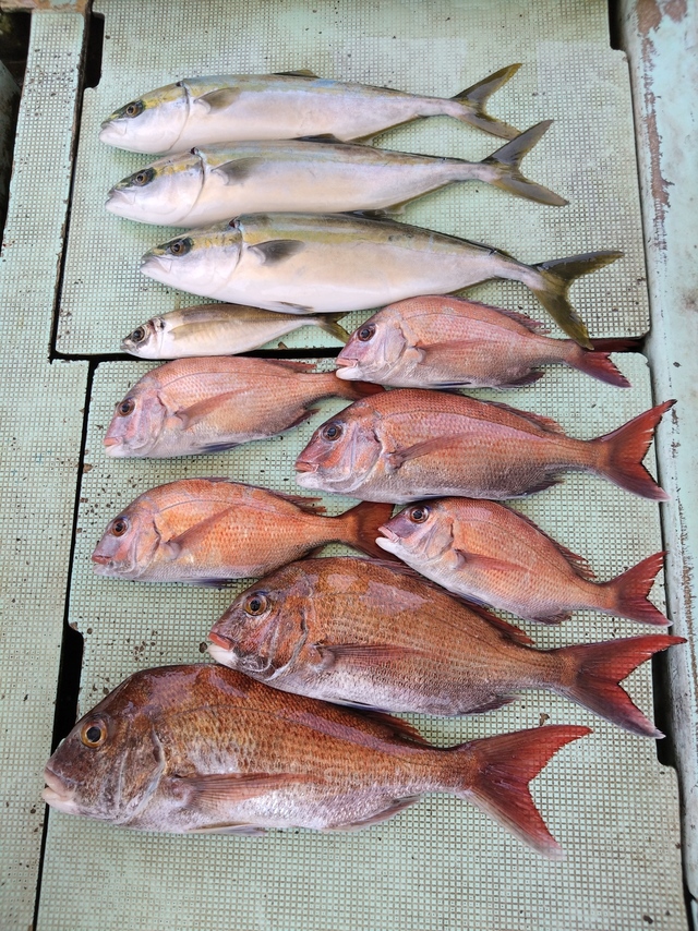 タイ(マダイ)・アジ(マアジ)・ハマチ(ブリ)