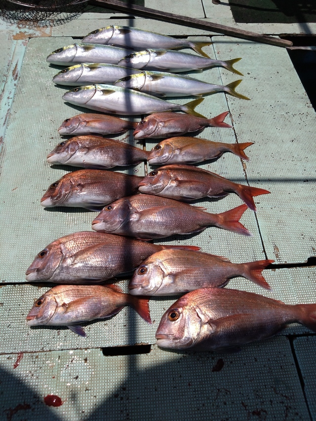 タイ(マダイ)・ハマチ(ブリ)