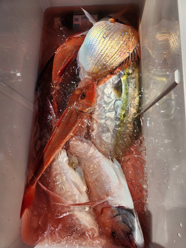 ハナダイ(チダイ)・イナダ(ブリ)・ホウボウ