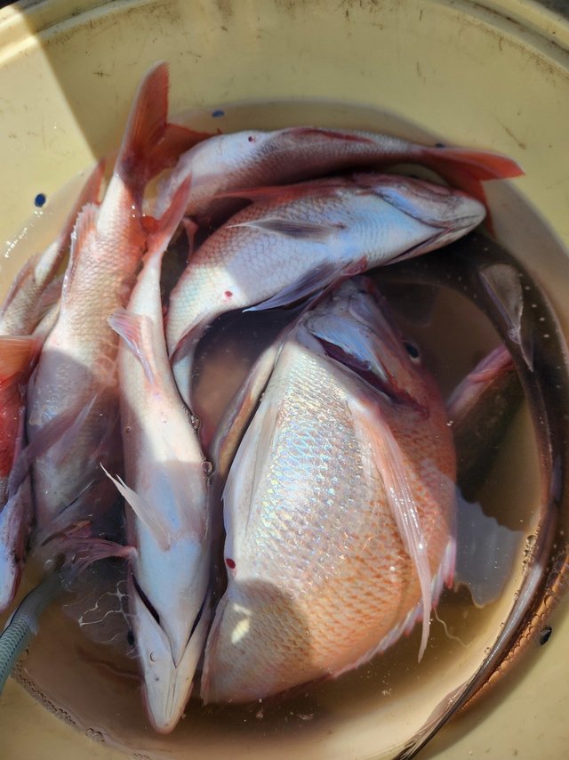 ハナダイ(チダイ)