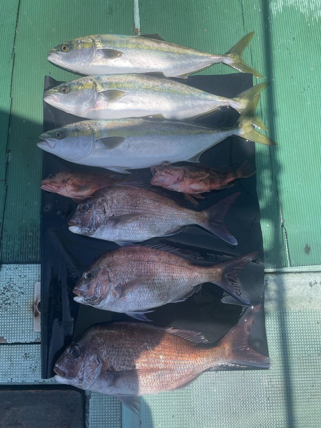 マダイ・ハマチ(ブリ)